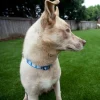 Artificial Grass Turf UltimatePet 1-1/2 Inch per SF