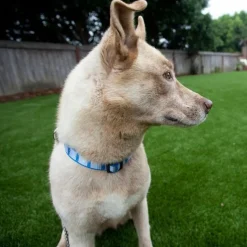 Artificial Grass Turf UltimatePet 1-1/2 Inch per SF