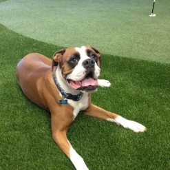 Artificial Grass Turf UltimatePet 1-1/2 Inch per SF