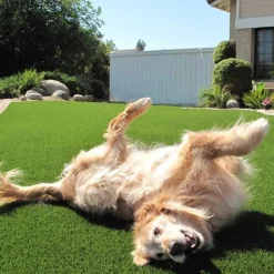 Artificial Grass Turf UltimatePet 1-1/2 Inch per SF