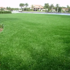 Countryside Deluxe Artificial Turf Roll 1-1/2 Inch x 7.5 Ft. Wide Per SF