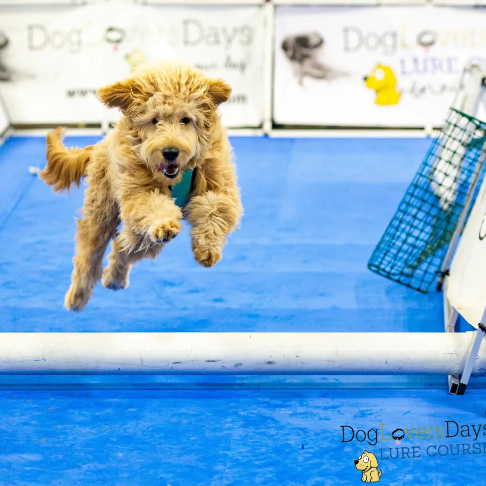 Dog Agility Mats Interlocking Tiles 3/4 Inch x 1x1 Meter