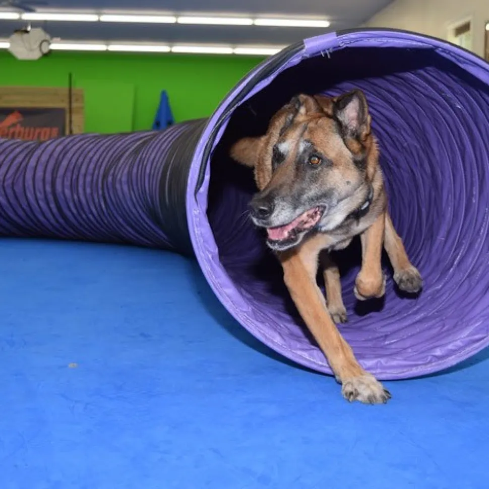 Dog Agility Mats Interlocking Tiles 3/4 Inch x 1x1 Meter