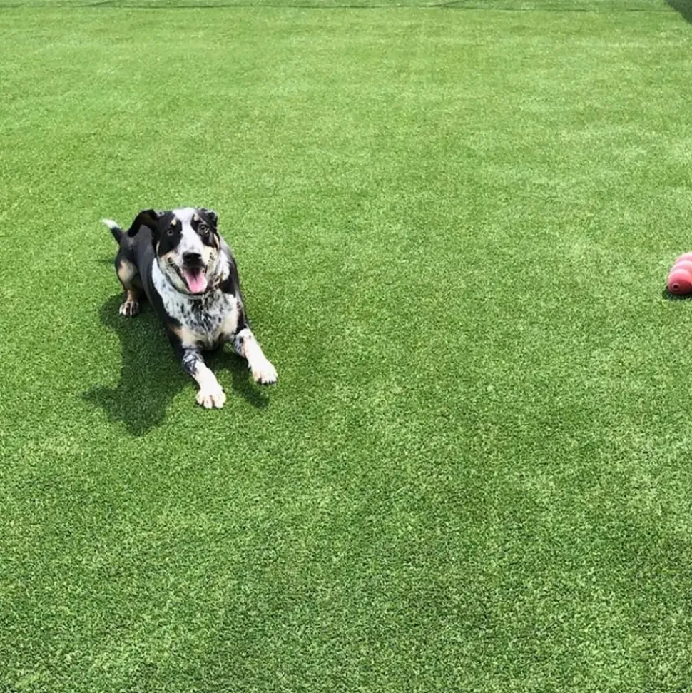 Pet Heaven Artificial Grass Turf Roll 1 Inch x 7.5 Ft. Wide Per SF
