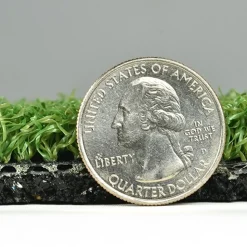 RageTurf Motivate Roll 17 mm x 6x35 Ft.
